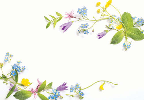 various flower petals and stems on a white backdrop