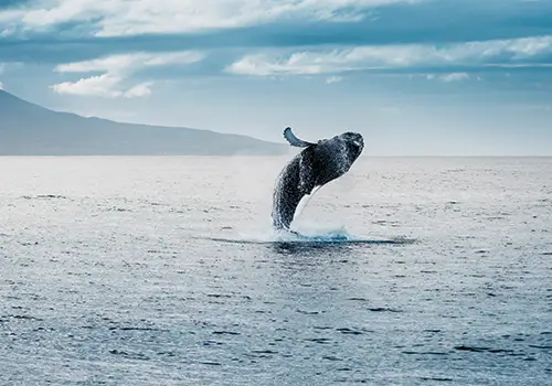 American Whaling in the Age of the Sail