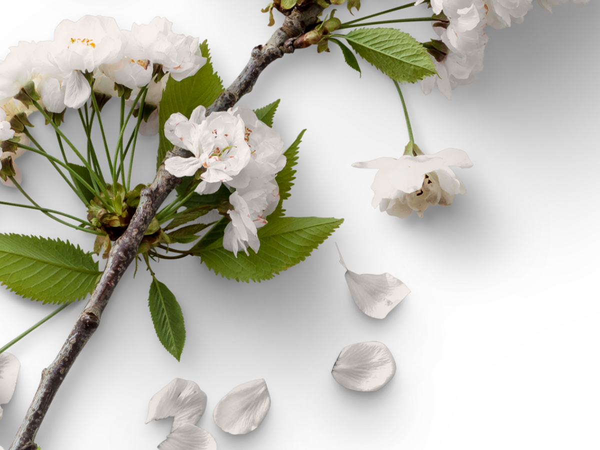 Blooms & High Tea